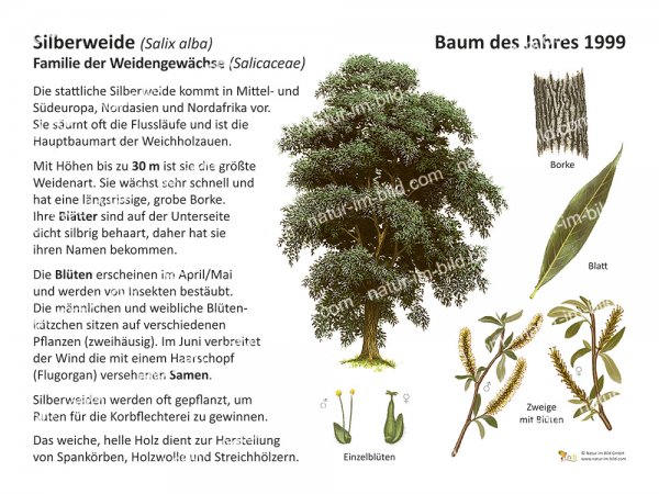 Silberweide - Baum des Jahres 1999