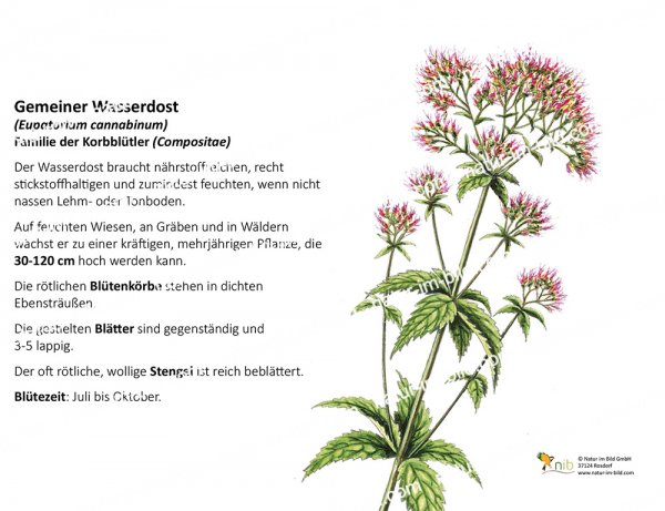 Gemeiner Wasserdost