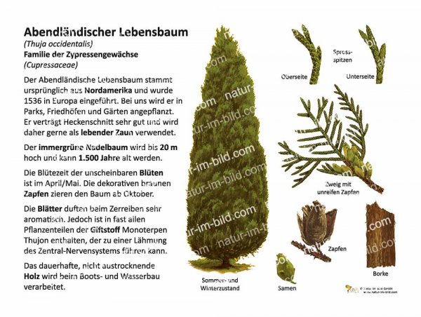 Abendländischer Lebensbaum