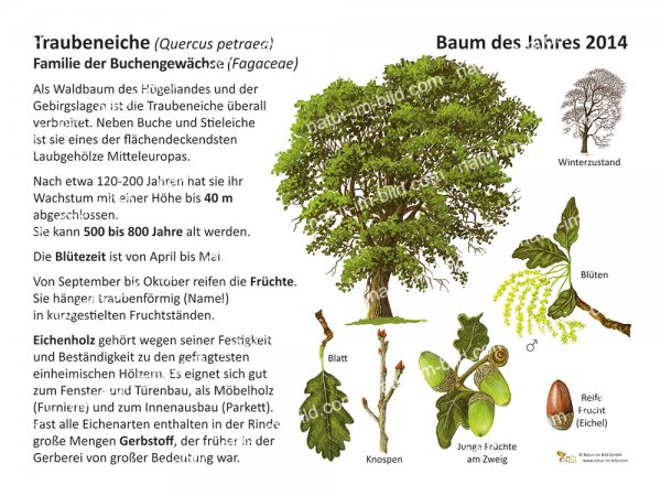 Traubeneiche - Baum des Jahres 2014