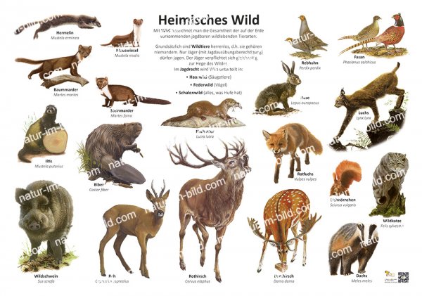 Heimisches Wild