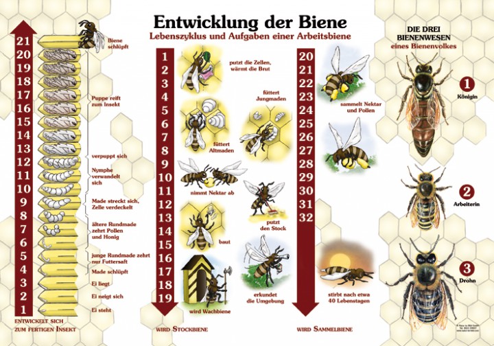 Entwicklung Der Biene 50x70 70x100 Cm Insekten Ameisen Und 